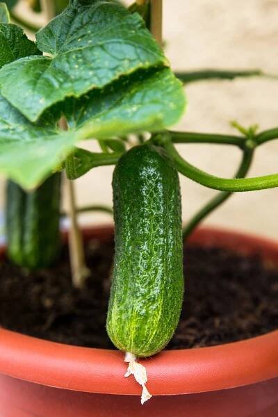 Fresh small cucumber on a plant in a planter