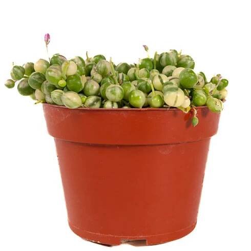 Senecio Rowleyanus 'Variegata / Variegated String of Pearls