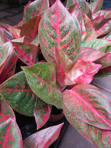 aglaonema commutatum "sab mongkol" — Květinářství Plantica