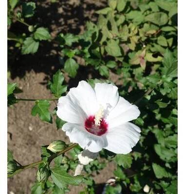 Ibišek syrský bílý - Hibiscus syriacus - prodej semen - 12 ks