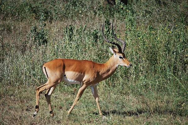File:Male impala (3225666565).jpg