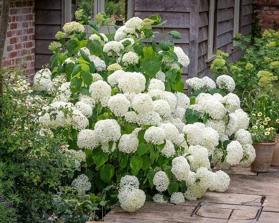 White headed Hydrangea arborescens Strong Annabelle (syn. Incrediball)