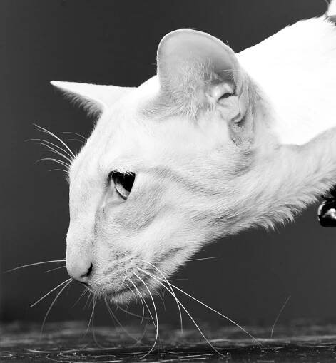 Cat Photography | Simon Kane Photography | Stunning Images To Last A Lifetime