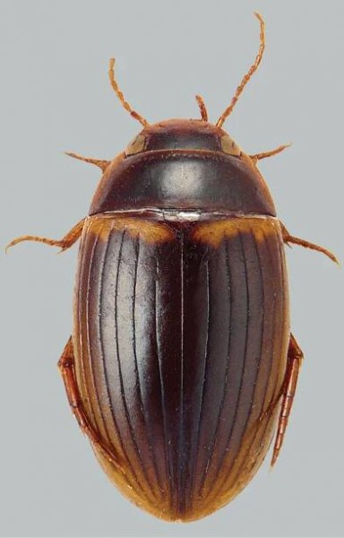 Copelatus portior