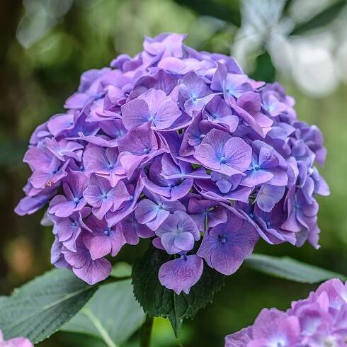 Jonathan Ward | Garden Photographer's Association