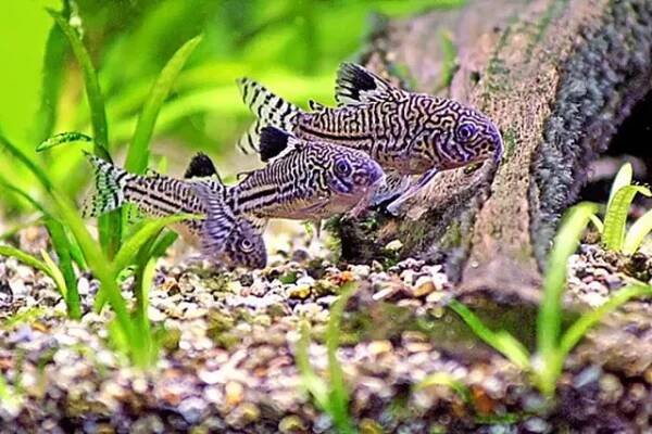 Pancéřníček leopardí (Corydoras Trinilleatus)