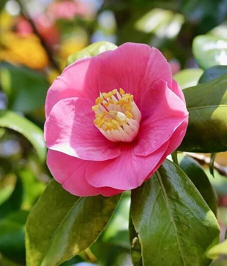 Camellia japonica "dlouhoplodá"