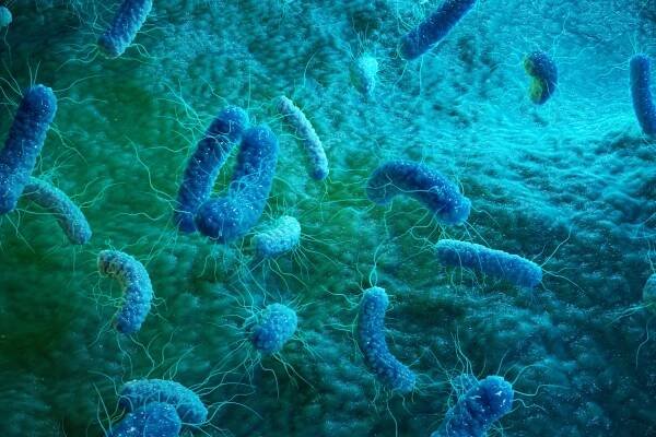 enterobacterias gram negativas proteobacteria, bakterie jako salmonela, escherichia coli, yersinia pestis, klebsiella. 3d ilustrace - sepse - stock snímky, obrázky a fotky