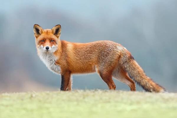 Fuchs-Cie