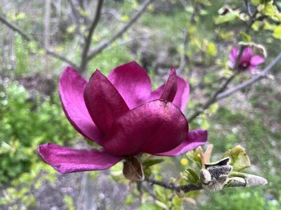 hortus arboretum Magnolia 'Genie' landscape