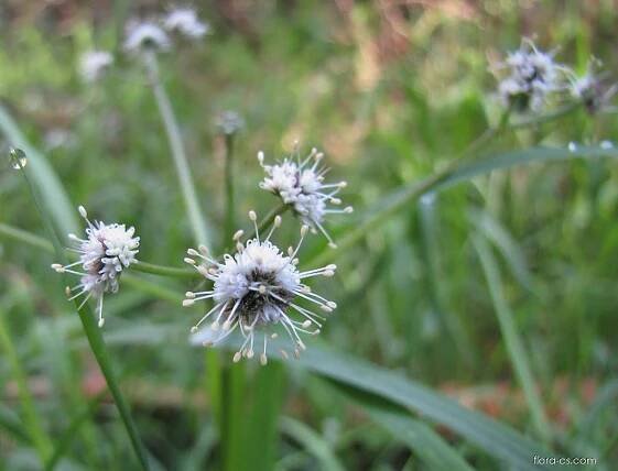 Žindava evropská (Sanicula europaea), květy, květenství