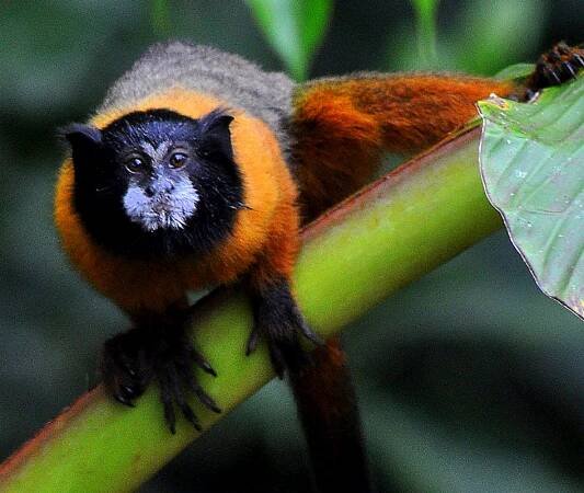 Ecuador Amazon Monkey