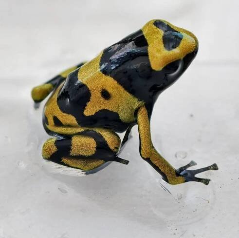 Pralesnička harlekýn (Dendrobates leucomelas)
