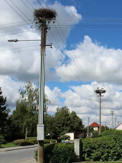 Dobří čápi se do Kostelan nad Moravou rádi vracejí