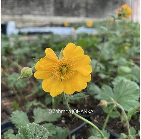 Geum x heldreichii 'Georgenberg' - Zahrada JOHANKA