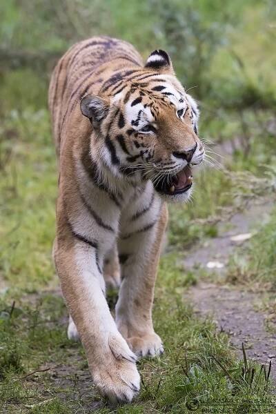 Amur Tiger preperations
