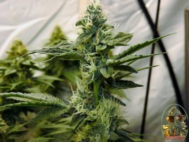 Triangle Kush Hybrid Cross The Truth Seed To Flower - 420 GROWER