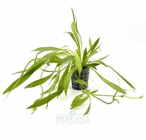 Echinodorus Latifolius - košíček