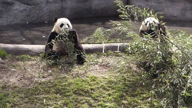Panda velká