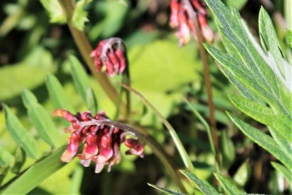 Green Gulch – GGNRA – Marin = Hike