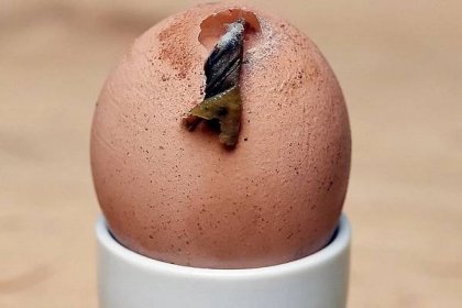 Žena koupila vejce a byla překvapena: Jedno z vajec vypadalo velmi zvláštně - Zivot