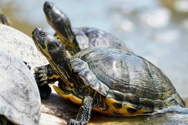 Základová fotografie na téma basking, biodiverzity, chování plazů, detail, divočina, divoká scéna, ekosystém, fauna, fotografie