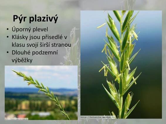 PPT - LIPNICOVITÉ PowerPoint Presentation, free download - ID:3171325