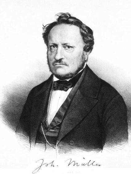 Johannes Peter Müller - Wikiwand