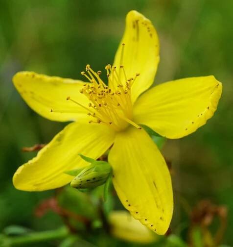 Hypericum perforatum - Wikipedia