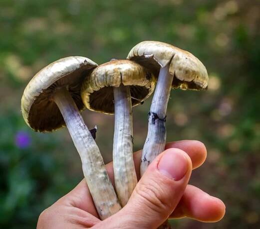 mycomeditations.mushrooms-min