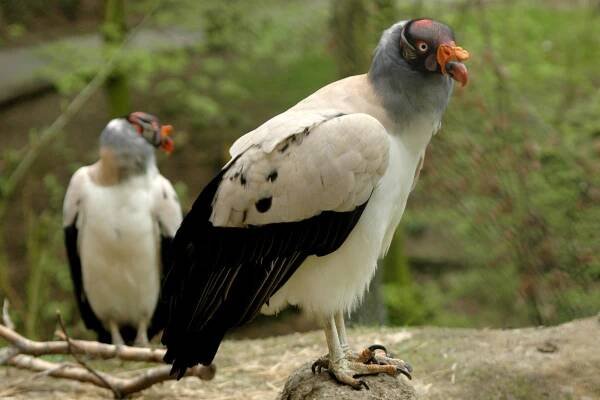 Kondor královský | Zoo Olomouc - Svatý Kopeček