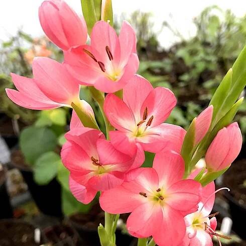 Hesperantha Ruth