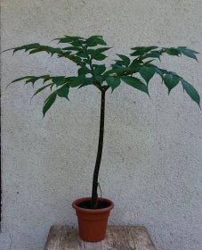 Pokojová rostlina Zmijovec - Áronova hůl -  Amorphophallus - Dům a zahrada