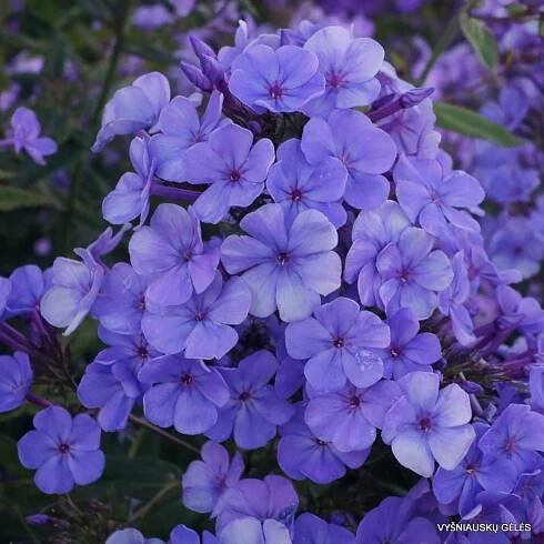 Phlox ‘Sweet Summer Ocean’
