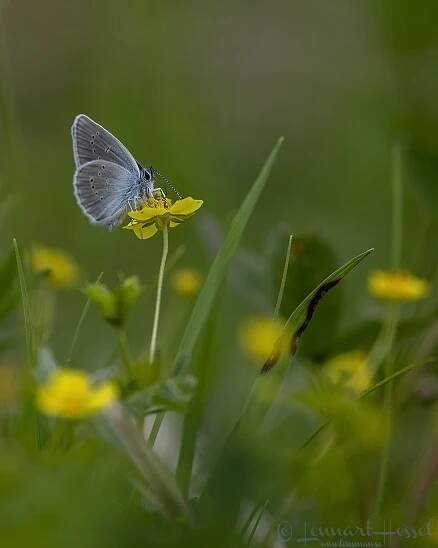 Mazarine blue Sweden