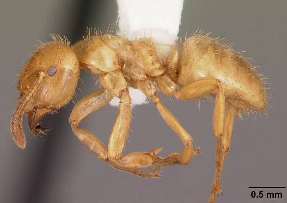 Lasius claviger