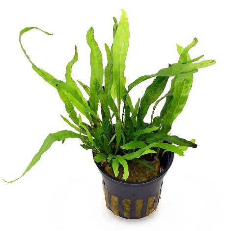 Microsorum pteropus 'Narrow'