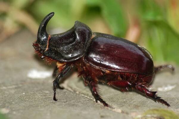 Nosorožík kapucínek (Oryctes nasicornis) je v Česku ohrožený a chráněný brouk.6