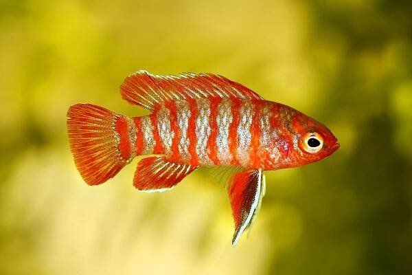 Scarlet Badis: Fish Species Profile