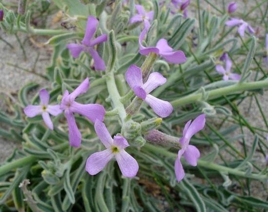Soubor:Matthiola sinuata02.jpg
