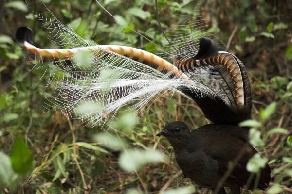 The Lyrebird’s Dance