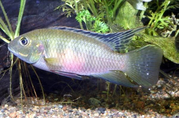 West African Cichlids - English