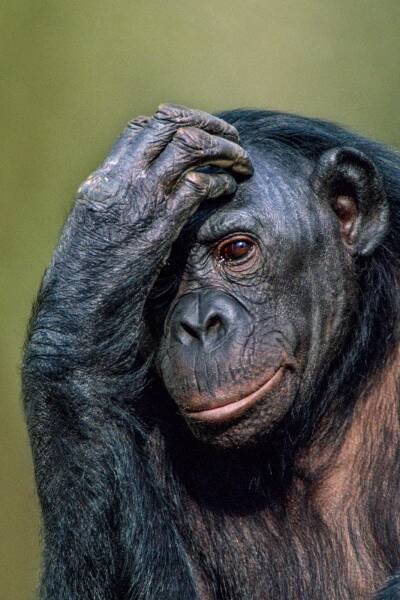 Bonobo female, native to Congo (DRC)