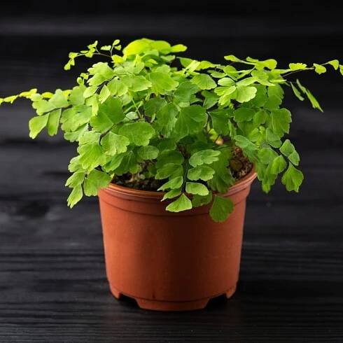 Best Small Low Light Indoor Plants