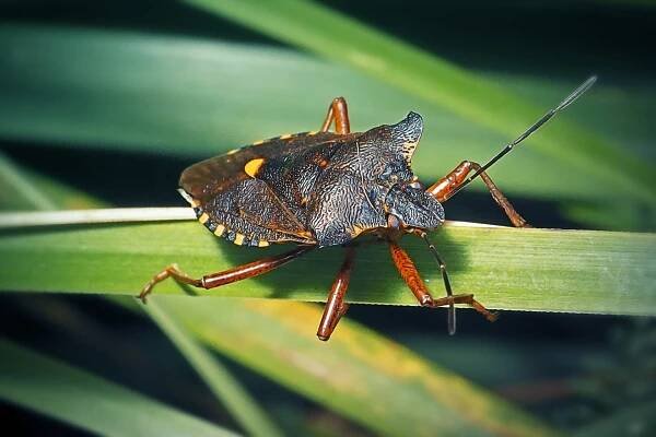 Kněžice rudonohá (Pentatoma rufipes)
