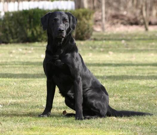 British Labrador Studs - Double T British Kennels