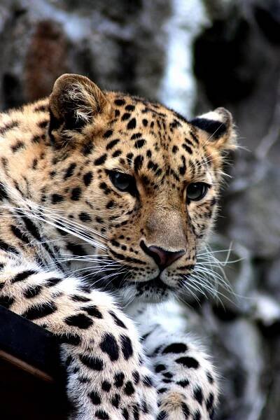 Bezplatný obrázek: Leopard, divoký, zvíře, zvíře, kočka, kočka fotografie