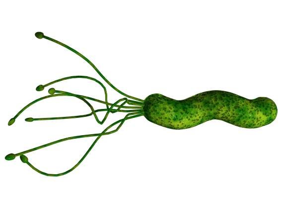 Diagnóza infekce Helicobacter pylori / Gastroenterologie