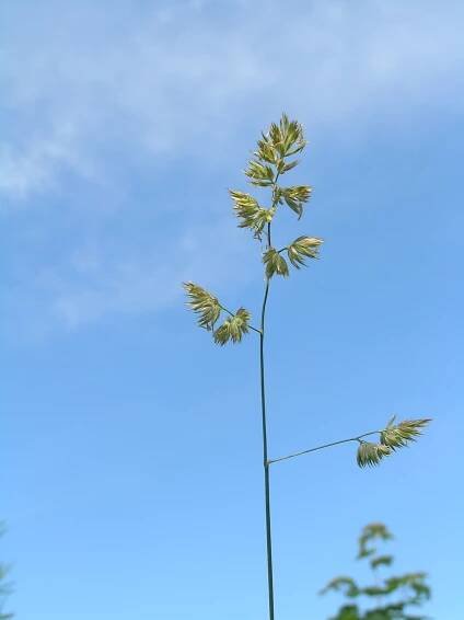 PKR/Dactylis glomerata