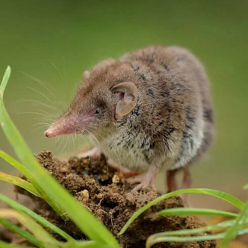 Environment Podcasts - Manx Radio